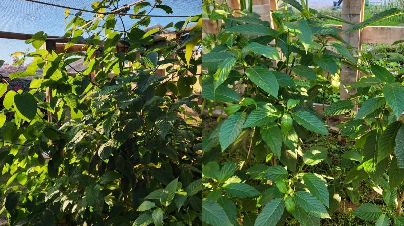 kratom growing in low humidity kratom plants growing outdoors, adapted to the low humidity environment