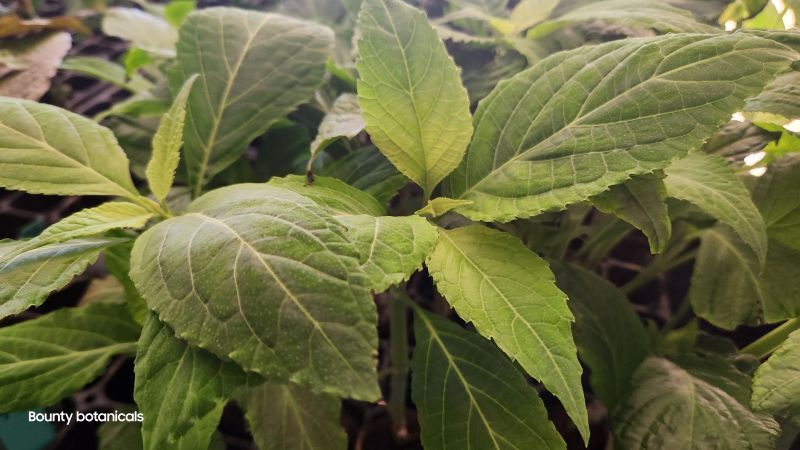 top canopy view of many salvia divinorum plants