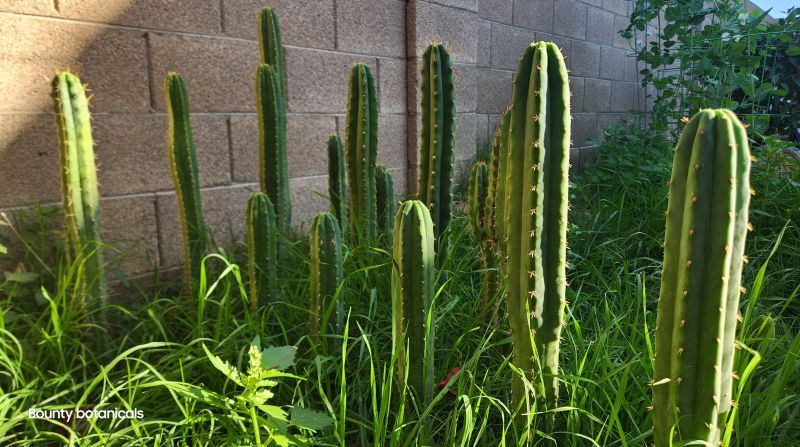 san pedro cacti growing in grassy garden