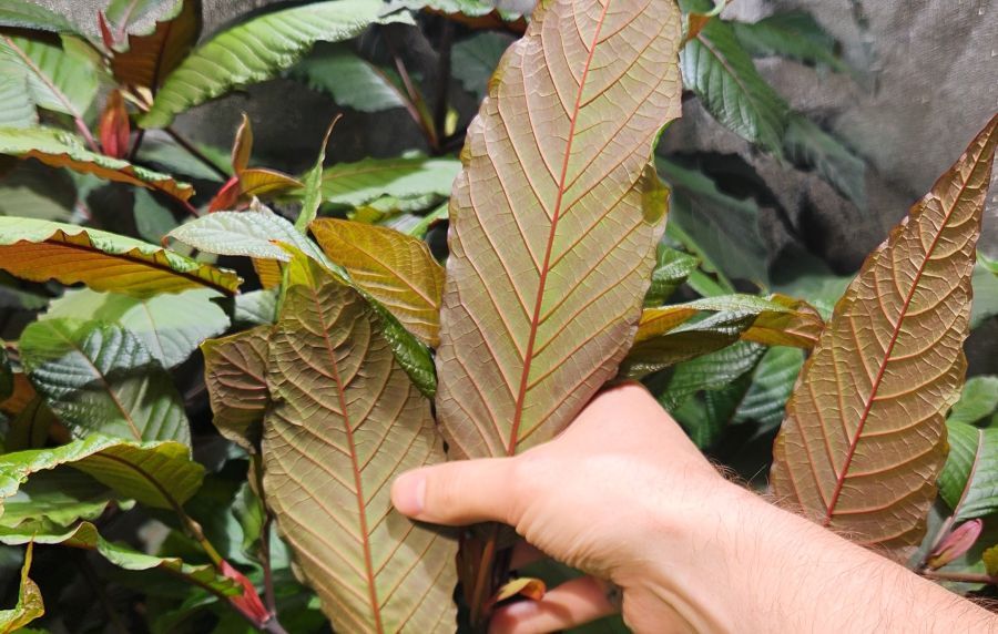 showing kratom leaves farmers hand showing the underside of kratom leaves on plants grown indoors