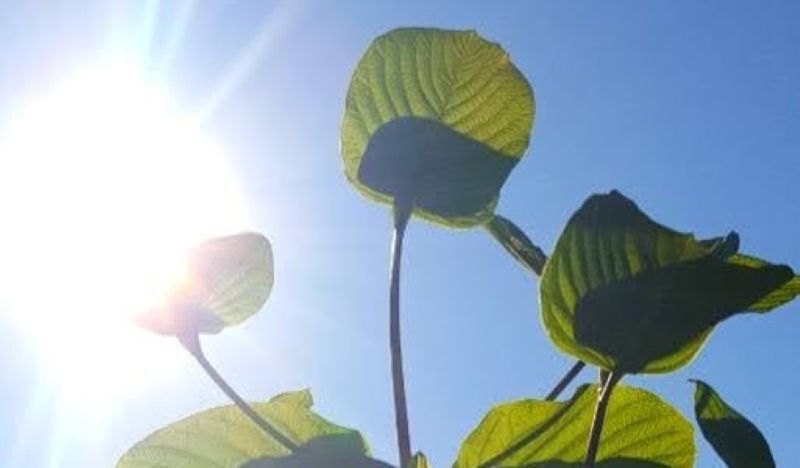 kratom with sun a bright view of a kratom plant with the sun in the background