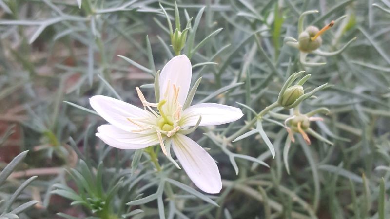 syrian rue plant with flowers
