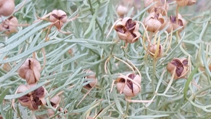 Syrian rue plant with seeds visible in capsules