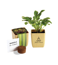 Flower Pot Set With Marigold Seeds Flower Pot Set With Marigold Seeds