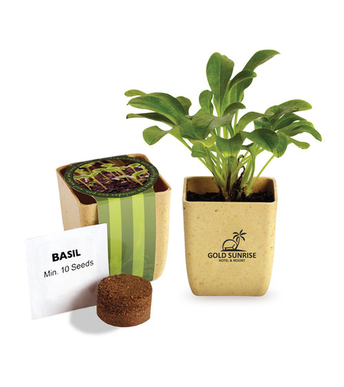 Flower Pot Set With Basil Seeds