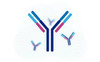 Amyloid beta A4 Antibody