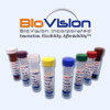 BSA Antibody