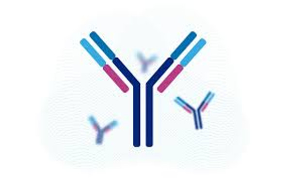 Anti-BAI2-Specific antibody