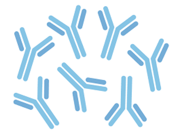 Anti-FUS/TLS antibody