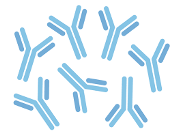 Anti-Serum amyloid P component antibody