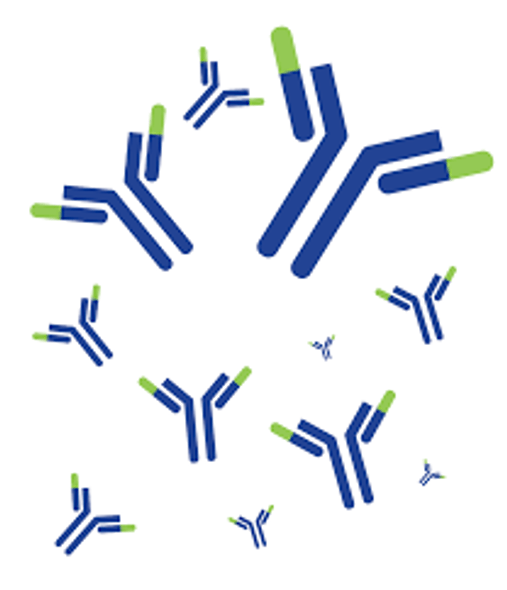 YTHDF2 (YTH Domain Family Protein 2, CLL-associated Antigen KW-14, High-glucose-regulated Protein 8, HGRG8, Renal Carcinoma Antigen NY-REN-2)