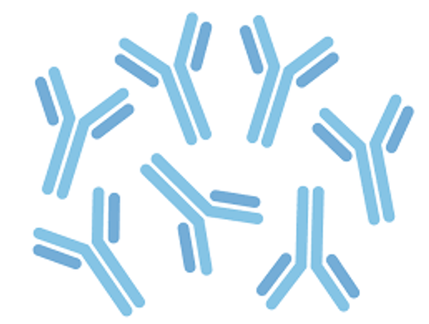 Anti-IL-17 antibody
