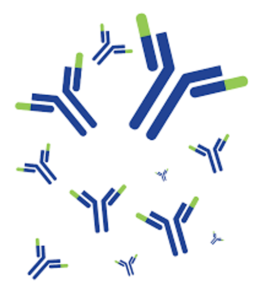 APC/CY7-Linked Monoclonal Antibody to A Disintegrin And Metalloprotease 17 (ADAM17)