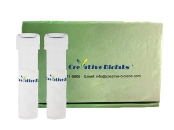 Recombinant Anti-CD123 x Anti-CD3 Bispecific Antibody (Single-chain Diabody)