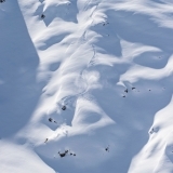 Avalanche Safety