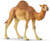 Wild Life Dromedary 14832 figure Schleich 39718