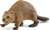 Wild Life Beaver 14855 Toy figure Schleich 64582 Wild Life Beaver 14855 Toy figure Schleich 64582