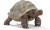 Wild Life 14824 Giant Tortoise Toy Figure Schleich 33667