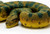 Incredible Creatures 100688 Green Anaconda Safari 05856