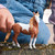 Horse Club 14920 Mustang Mare Toy Figure Schleich 20448