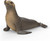 Wild Life 14933 Sea Lion Toy Figure Schleich 03727