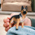 Wild Life 14924 German Shepherd Dog Schleich Toy Figure 22527