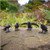Murder of Crows Novelty Gift Accoutrements 30133