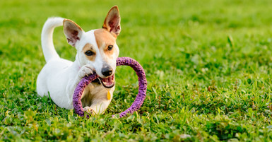 Signs It’s Time To Replace Your Dog’s Chew Toys