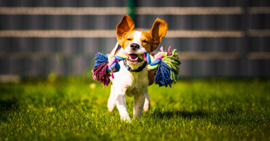 Picking the Perfect Dog Toy for Your Pup