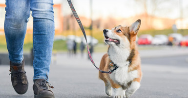 7 Must-Have Supplies for First-Time Dog Owners