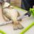 Smith Abrasives, Inc Slab-O-Matic Electric Knife - 027925512074