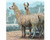Reeves International Llama - 4892900889917