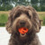 Chuckit! Breathe Right Ball - 029695319327