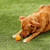 Chuckit! Breathe Right Ball - 029695319327