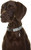 Doog Neoprene Collar - 680226054447