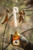 Golden Estrus Elk - 024641004708 Golden Estrus Elk - 024641004708