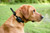 MICRO iDT PLUS Training Collar - 712548130070 MICRO iDT PLUS Training Collar - 712548130070
