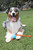 Doog Fetchable Fetch-A-Tug - 680226054904