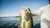 Berkley Powerbait Grass Pig - 028632293768 Berkley Powerbait Grass Pig - 028632293768