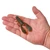 Berkley Powerbait MaxScent Chigger Craw - 028632918371