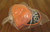 Supreme Lenticular Visor Camp Cap Hat Neon Orange SS20 Supreme New York 2020 DS