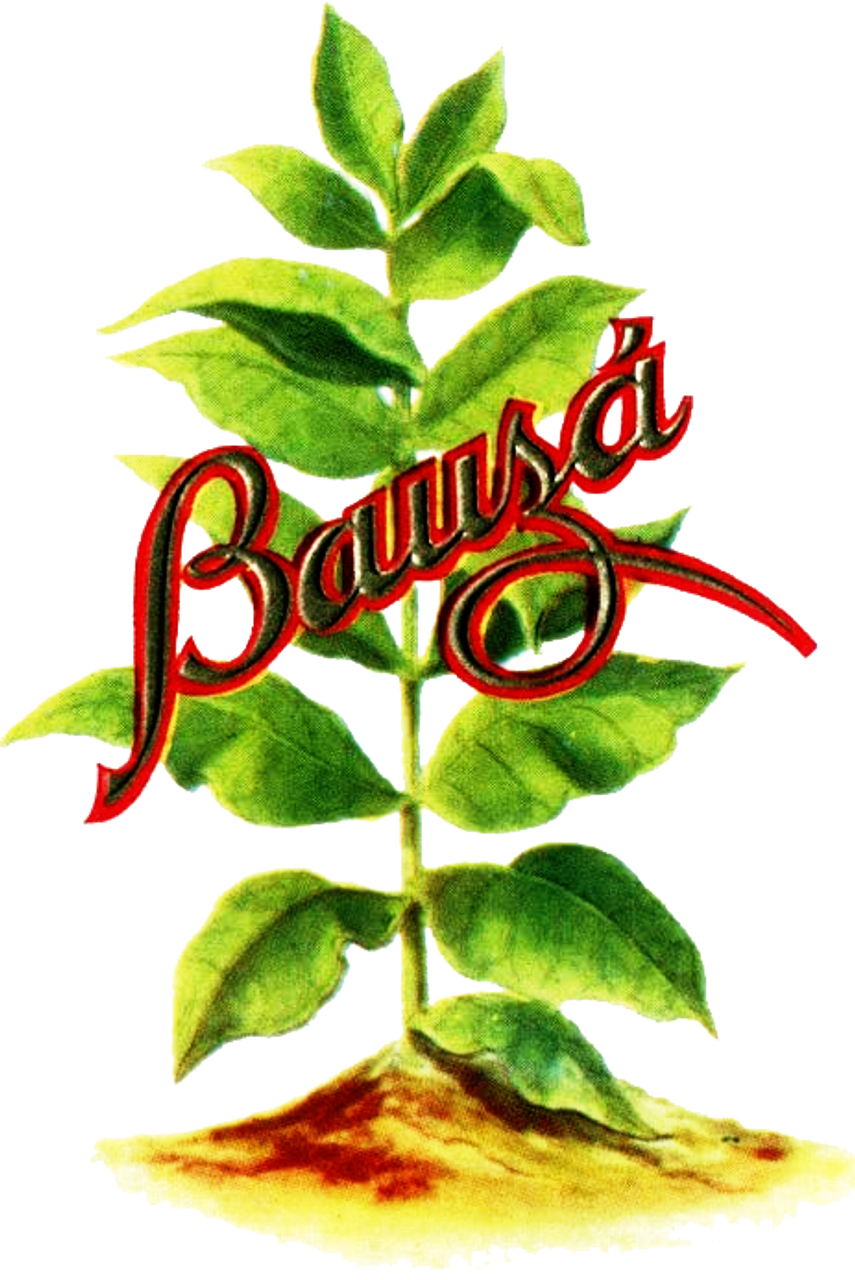 Bauza Robusto