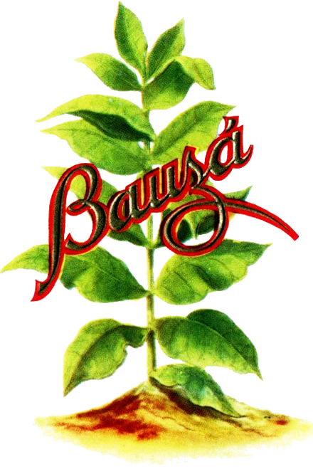 Bauza Robusto