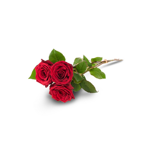 Have the 3 little words delivered! Would like to surprise someone dear with some roses but don't have the time to drive around? Order minimum at local flower shops too much?  Order 3 long stem red roses and have them delivered (delivery included)!