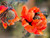 Orange Poppy Necklace - Digital Tutorial - English