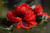 Red Poppy Necklace - DIY KIT Fehler