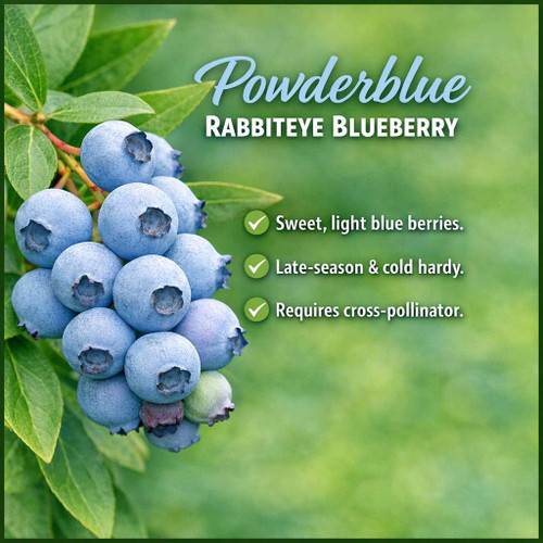 Powderblue Rabbiteye Blueberry Plant Berryking.com