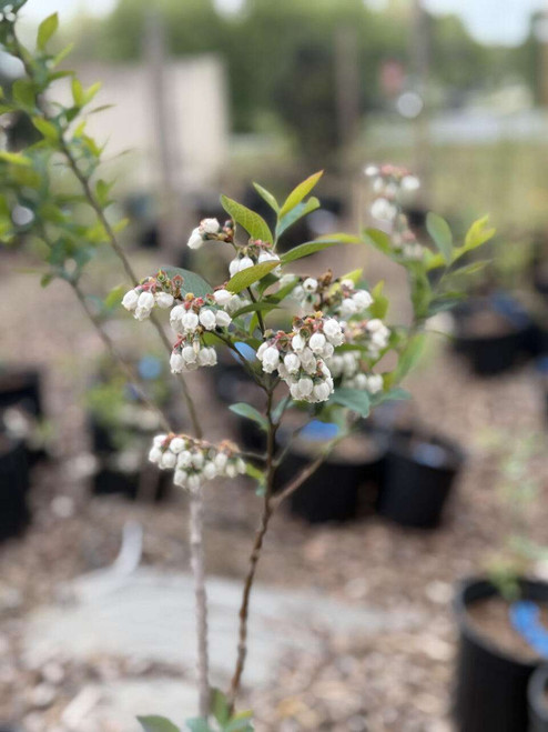Titan Rabbiteye Blueberry Plant Berryking.com