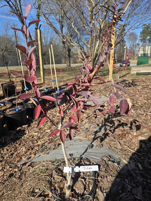 Titan Rabbiteye Blueberry Plant Berryking.com