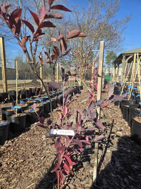 Alapaha Rabbiteye Blueberry Plant Berryking.com